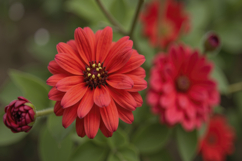 Red Zinnia Flower Background Wallpaper Product Image 1