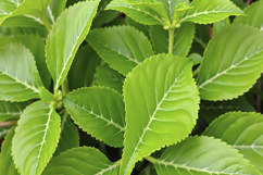 Green Leaves Background Wallpaper Product Image 1