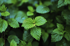 Peppermint Leaves Background Wallpaper Product Image 1
