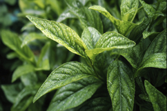Tea Plant Background Wallpaper Product Image 1