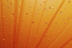 Orange Background Wallpaper Product Image 1