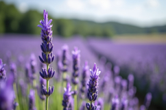 English Lavender Background Wallpaper Product Image 1