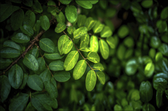 Moringa Plant Background Wallpaper Product Image 1