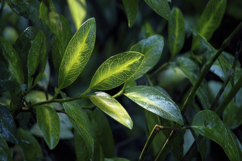 Tea Tree Plant Background Wallpaper Product Image 1