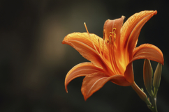 Orange Flower Background Product Image 1