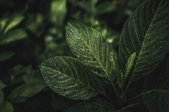 Plant Background Wallpaper Product Image 1