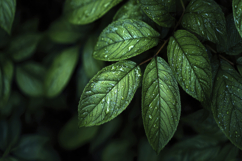 Green Plant Leaves Background Wallpaper Product Image 1