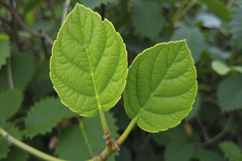 Arctic Kiwi Plant Background Wallpaper Product Image 1