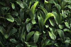 Green Leaves Background Wallpaper Product Image 1