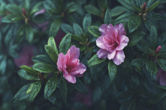 Pink Azalea Flowers Background Wallpaper Product Image 1