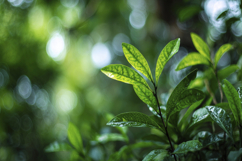 Tea Plant Leaves Background Wallpaper Product Image 1