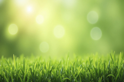 Green Grass with a Blurred Background Wallpaper Product Image 1