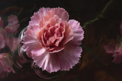 Pink Carnation with Water Background Wallpaper Product Image 1