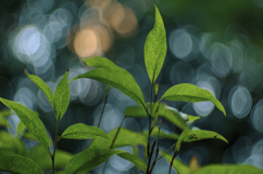 Eucalyptus Leaves Background Wallpaper Product Image 1