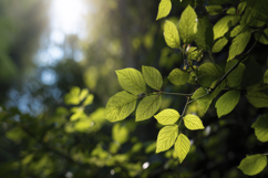 Beech Leaves Background Wallpaper Product Image 1