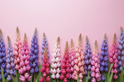 Lupine Flowers on a Pink Background Wallpaper Product Image 1