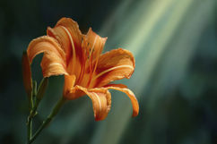 Orange Flower Background Product Image 1