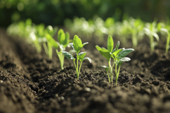 Basil Herb Background Wallpaper Product Image 1