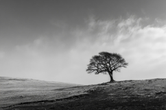 Black and White Tree Background Wallpaper Product Image 1