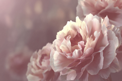Pink Peonies Flower Background Product Image 1