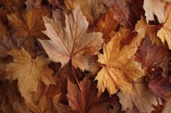 Autumn Leaves Background Product Image 1