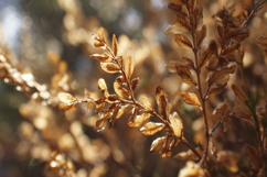 Yellow Leaves Background Wallpaper Product Image 1