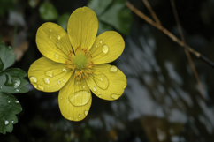 Creeping Buttercup Flower Background Wallpaper Product Image 1