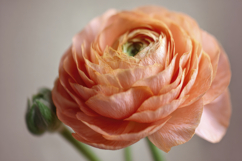 Persian Buttercup Background Wallpaper Product Image 1