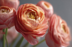 Ranunculus Flower Background Wallpaper Product Image 1