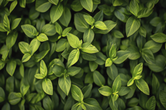 Basil Plant Background Wallpaper Product Image 1