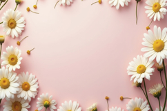 Chamomile Flowers with Pink Background Wallpaper Product Image 1