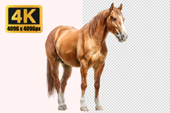 Chestnut Colored Horse Transparent PNG Product Image 1