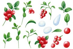 Watercolor wild berry clipart Red lingonberry Summer sticker Product Image 2