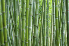 Green Bamboo Stalk Background Product Image 1