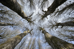 Jumbo Trees Background Wallpaper Product Image 1