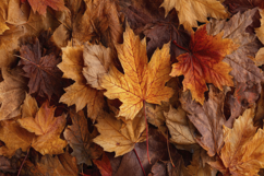 Autumn Leaves Background Product Image 1