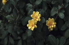 Yellow Flower With Leaves Background Product Image 1