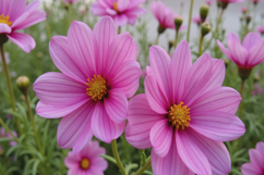 Cosmos Flower Background Product Image 1