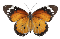 Plain Tiger Butterfly Background Wallpaper Product Image 1