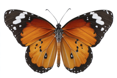 Tiger Butterfly Background Wallpaper Product Image 1