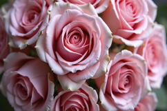 Pink Flowers Background Wallpaper Product Image 1