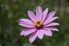 Pink Flower Background Product Image 1