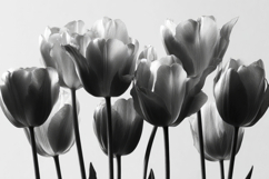 Black White Tulips Flower Background Product Image 1