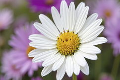 Common Daisy Background Product Image 1