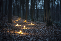 Forest Lights Background Wallpaper Product Image 1