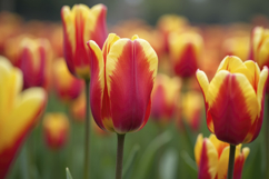 Garden Tulips Background Wallpaper Product Image 1