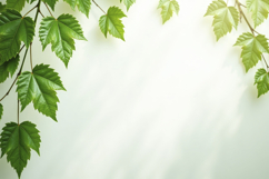 Grape Leaves with White Background Wallpaper Product Image 1