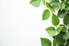Fresh Green Leaves with White Background Wallpaper Product Image 1