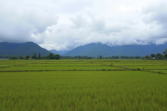 Lush Green Rice Fields Background Wallpaper Product Image 1