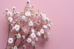 Baby&#039;s Breath Background Wallpaper Product Image 1